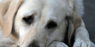 Il sito dedicato al benessere animale del Comune di Parma