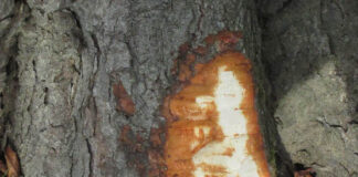 Manutenzione straordinaria del verde pubblico 450mila euro per potature, rimonde del secco e abbattimenti