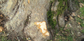 Deplorevole atto vandalico su una dozzina di platani e ippocastani all’interno del Parco Ducale