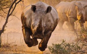 “Save the Rhinos – save the Planet”, incontro venerdì 8 febbraio, alle 18, Biblioteca e Chiostri di San Giovanni Evangelista in Piazza S.Giovanni