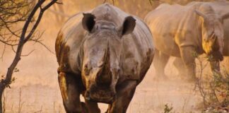 “Save the Rhinos – save the Planet”, incontro venerdì 8 febbraio, alle 18, Biblioteca e Chiostri di San Giovanni Evangelista in Piazza S.Giovanni