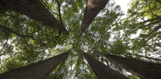 Nuove piantumazioni: avviati i lavori per mettere a dimora circa trecentocinquanta alberi in città e nelle frazioni