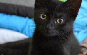 Nasce la prima ambulanza veterinaria di Parma: la spirale di solidarietà dell’Assistenza Pubblica si allarga