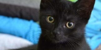 Parma amplia i servizi di custodia e assistenza ai felini