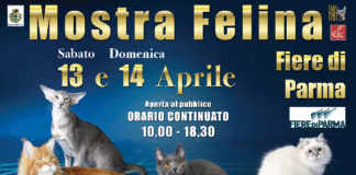 Campionati europei di bellezza “Star Cats Show”, alle Fiere di Parma, sabato 13 e domenica 14 aprile.