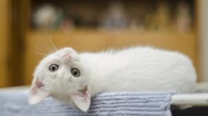 Causa infestazione di giardiasi il gattile sarà chiuso per dieci giorni 