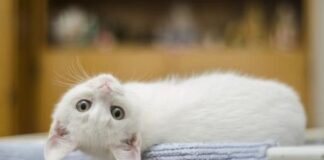 Porte aperte al microchip: hanno aderito 50 gatti. Un successo