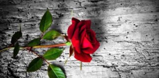 “Due rose per il vostro collega ucciso”: l’umanità del giovane migrante