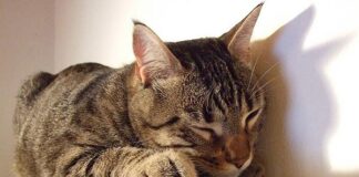 Calo delle temperature, prorogati i termini per l’accensione degli impianti di riscaldamento