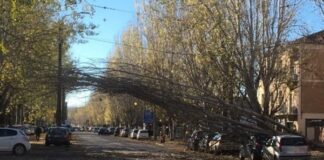 Al via l’abbattimento dei pioppi in viale Villetta, verranno sostituiti con nuove essenze arboree