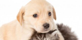 Comune di Parma: No, all’abbandono!