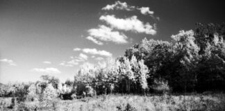 Boschi fatati. Boschi scolpiti. Fino al 29 settembre in mostra all’Oratorio San Quirino le fotografie di Marco Fallini