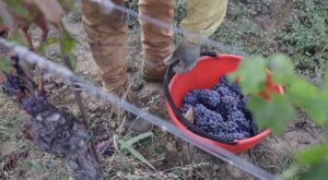 Tredici migranti per la vendemmia di Monte delle Vigne