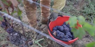 Tredici migranti per la vendemmia di Monte delle Vigne