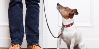 Parma, una sorpresa in arrivo per i padroni dei cani iscritti all’anagrafe canina cane e padrone