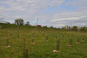 Forestazione urbana, altre 1.809 piante messe a dimora