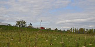Forestazione urbana, altre 1.809 piante messe a dimora