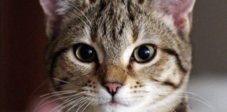 Una domenica 19 settembre dedicata agli animali con “Kelly per Sempre”