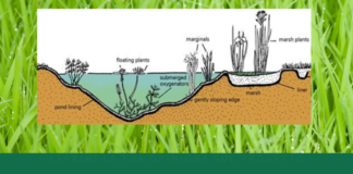 “BenEssere in natura e Laghetto della biodiversità” proposto dall’Associazione ParmaSostenibile APS all’interno del Parco Joan Mirò. Il 20 giugno