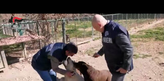 Intervento dei NAS. Sequestrate 26 strutture e 871 animali #videonotizia