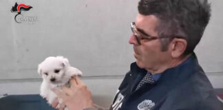 Canili e gattili: controlli dei NAS sull’intero territorio nazionale