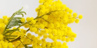 “8 marzo e dintorni. Un mese e oltre per raccontare le donne”, il 25 marzo alle 16.30