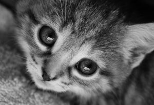 Imparare ad allattare i gattini. Che è sempre che occuparsi degli umani (per chiedere, mica per polemica)