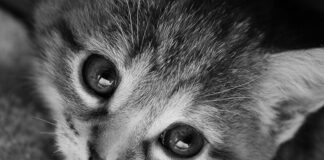 Imparare ad allattare i gattini. Che è sempre che occuparsi degli umani (per chiedere, mica per polemica)