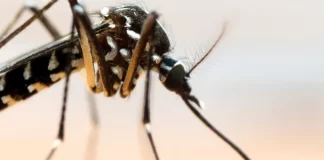 Caso di Dengue a Piacenza. La donna in isolamento nella sua abitazione