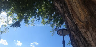 Territorio. Dal 1° ottobre, ripresa la distribuzione gratuita di alberi