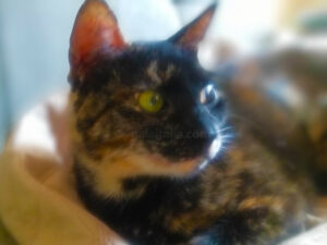 Giornata nazionale del gatto, a Piacenza due incontri pubblici dedicati ai felini