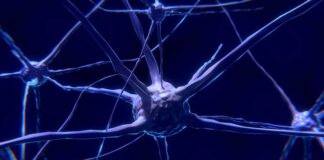 Su “Quanta Magazine” i neuroni specchio e la scuola di Neuroscienze di UniParma