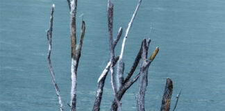 Il Giardino dei Poeti. Festival della poesia al parco Bizzozero