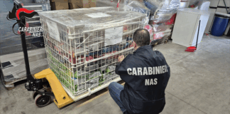 Controlli dei NAS di Parma: irregolarità in negozi e ambulatori per animali da compagia. Sanzioni e sequestri