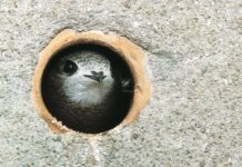 A Parma c’è un luogo amico dei rondoni